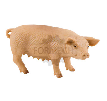 Svině 